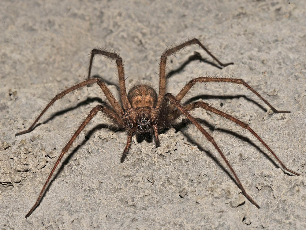 Ragno di galleria: Tegenaria parietina - Borrello (CH)